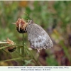 kirinia climene roxandra female2